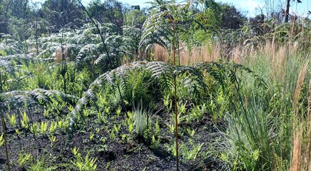 Brazilian forest Cerrado