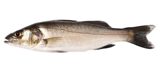 Fresh fish lubin, isolated on white	