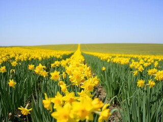 Fototapeta premium Vibrant yellow daffodil flowers blooming in a vast field under the sunny sky, field, landscape, nature