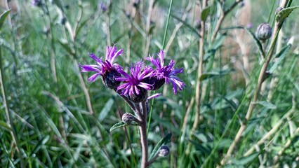 Lessingianthus cerrado flower