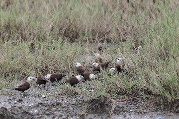 A group of brown-feathered and white-headed sparrows search for food on the ground among the grass.