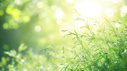 Fototapeta premium Sunlight Filtering Through Fresh Green Grass in a Lush Landscape