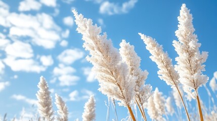 Naklejka premium Soft White Pampas Grass Against Bright Blue Sky and Clouds