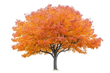 Vibrant orange and red autumn tree isolated on white background.