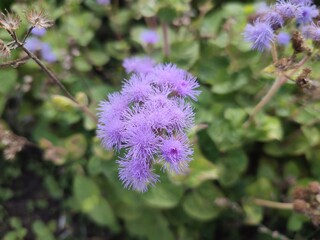 Ageratum. A purple ornamental plant.