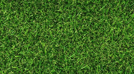 Lush Green Grass Texture for Natural Outdoor Landscape Design