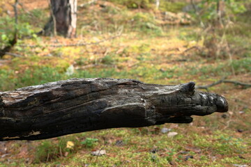 Fototapeta premium Wooden background and close up in a forest. September 2024.