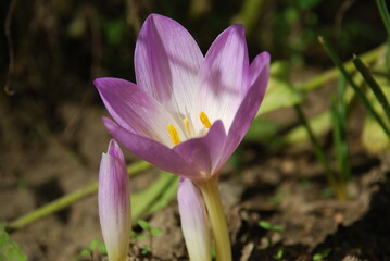 Colchicum autumnale. Autumn flower belongs to the species of herbaceous bulbous plants. Grows in damp meadows. The flower has a large inflorescence with purple white petals, in the center 6 pistils.
