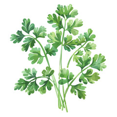 A watercolor painting of fresh green cilantro leaves in a spring garden, isolated on a white background. Cilantro vector.
