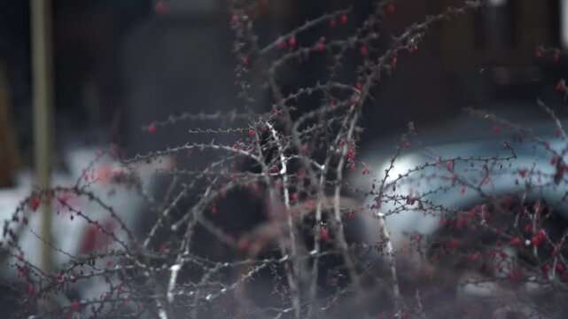 A close-up of barberry branches laden with small, red berries, photographed against a blurred, dark background. The image evokes a sense of winter dormancy and the resilience of nature