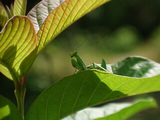 Macro photos using a smartphone camera and additional homemade lenses made from used cameras capture rare and unique insects and other small creatures with natural and blurry backgrounds .