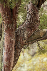 Juniper tree bark close-up