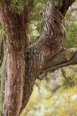 Juniper tree bark close-up
