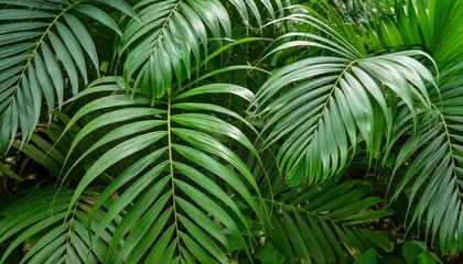 Lush Tropical Leaves Foliage Plant Jungle Bush Floral Background A Vibrant Display of Natures Rich Greenery and Exotic Plants, Perfect for Home Decor, Graphic Design, and Nature Lovers.