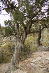 Juniper trees along a trail