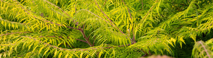 Closeup of lacy yellow green leaves and branches of a Staghorn Sumac plant, as a fall nature background
