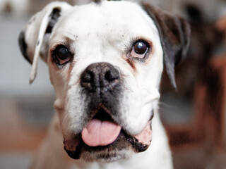 милые собаки улыбаются и играют с человеком