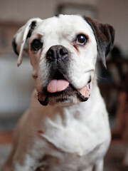 милые собаки улыбаются и играют с человеком