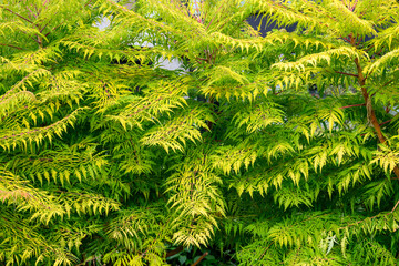Closeup of lacy yellow green leaves and branches of a Staghorn Sumac plant, as a fall nature background
