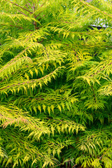 Closeup of lacy yellow green leaves and branches of a Staghorn Sumac plant, as a fall nature background
