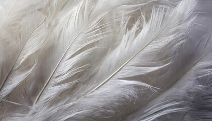 Elegant White Feathers Background Soft and Serene Textures for Creative Projects, Perfect for Invitations, Wallpapers, and Digital Designs