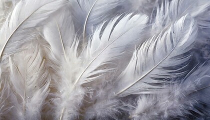 Elegant White Feathers Background A Soft and Serene Texture for Creative Projects, Perfect for Websites, Social Media, and Graphic Design, Evoking Calmness and Purity