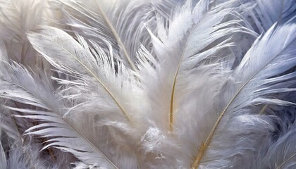 Elegant White Feathers Background Soft and Ethereal Texture for Design Projects, Perfect for Invitations, Wallpapers, and Creative Endeavors