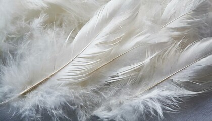 Elegant White Feathers Background Perfect for Design Projects, Invitations, and Creative Artwork. Soft and Serene Aesthetic for a Touch of Class and Sophistication in Your Visuals.