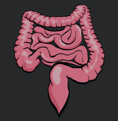 Human intestines showing small and large intestine and appendix