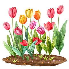 A watercolor vector of fresh spring tulips in a garden bed, isolated on a white background. Tulip vector.
