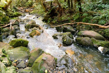 River Flowing Through Lush Forest - Tranquil Nature