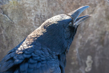 crow is in a field