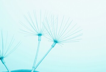 dandelion seeds on blue background