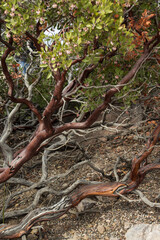 Colorful tree trunk and leaves