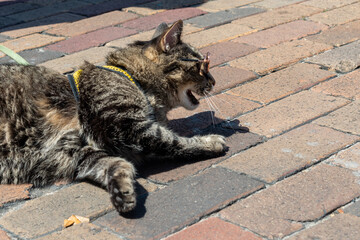 A black, brown, grey and yellow striped-toned cat wearing purple round metal-rimmed glasses. The pet coon style cat is rolling on red bricks in the sunshine. The animal has its mouth open and paws out