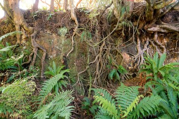 Tree Roots Exposed by Erosion on Steep Slope - Nature's Erosion