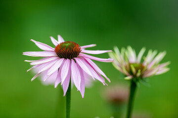 A pale pink echinacea cone flower with long green stems, orange pistils, and a vibrant green background. The coneflower bloom is also a perennial herb used for tea. The herbal plant is whimsical. 