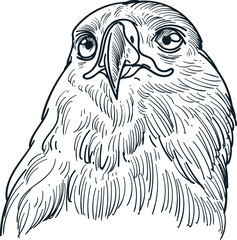 hand drawn sketch of golden eagle head