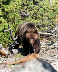 Fototapeta premium Grizzly Bear 