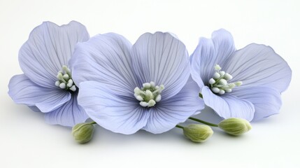 Fototapeta premium Flores azules en fondo blanco