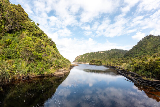 Lush Nikau Palm Forest: Kohaihai Nikau Walk and Scenic Landscapes of Karamea in Kahurangi National Park, New Zealand