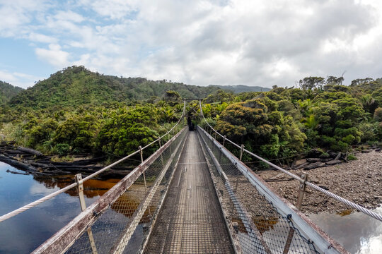 Lush Nikau Palm Forest: Kohaihai Nikau Walk and Scenic Landscapes of Karamea in Kahurangi National Park, New Zealand