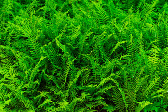 Closeup shot of ferns in summer, Acadia National Park, Maine