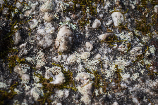 Quartzite pebble inclusions in a lichen-covered sandstone boulder, closeup