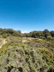 Alpine Scenery of Routeburn Track with Rugged Mountains and Lush Forests in Fiordland National Park, New Zealand