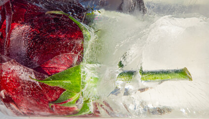 A red rose is perfectly preserved within a block of ice, highlighting the delicate petals and lush...