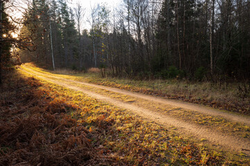 A gravel path through a forest in warm sunlight on fall evening in Hässleholm, Sweden.