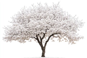 Obraz premium Full blooming white flowering tree isolated on white background.