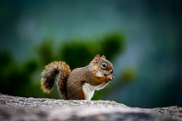 Red squirrel eating a snack holding in his hands.