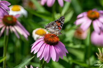 Painted Lady Butterfly on a purple coneflower.